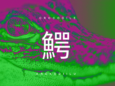 17 crocodile kani krokodiilu wani 鰐蟹