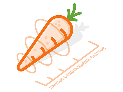 Really Random Carrot carrot illustration orange random vector vegetable