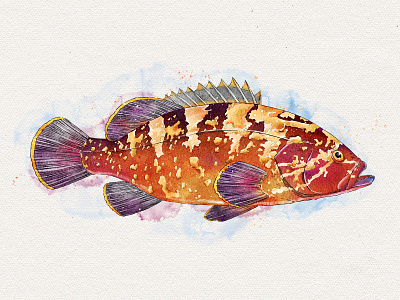 Dusky grouper cooking design digitalart fish food food and drink gastronomy illustration sea