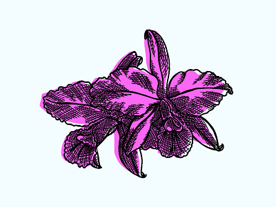 Orchid flower flowers handdrawn illustrated illustration orchid pink tropical