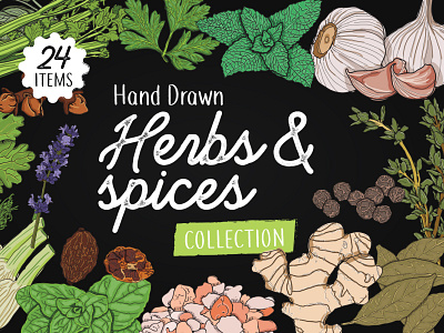 Hand Drawn Herbs and Spices Illustrations