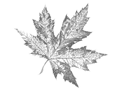 DC Leaf branding design illustration