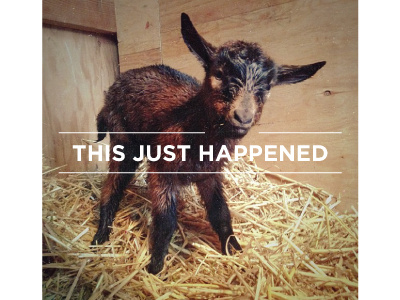 Babygoat farm goat kid new life