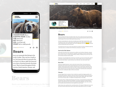 National Geographic redesign animal bears national geographic nature redesign responsive responsive design