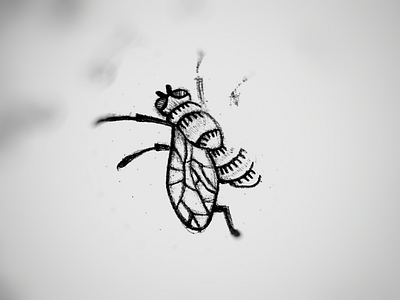 Fly Sketch blackandwhite bug bw fly hand illustration insect line lineout paper sketch wing