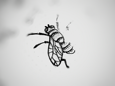 Fly Sketch