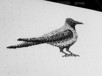 Crow Sketch bird crow dot illustration ink paper point sketch