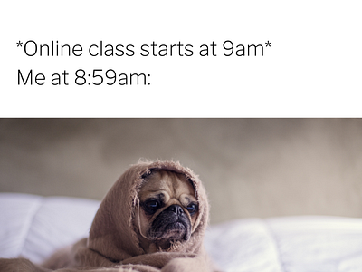 Dog Online Classes Square Animal Meme app design appypie behance college dog graphic illustration meme onlineclasses