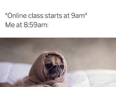 Dog Online Classes Square Animal Meme