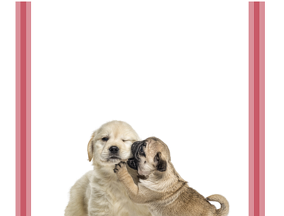 Pets app design behance design dogs graphic illustration illustrator pets puppy