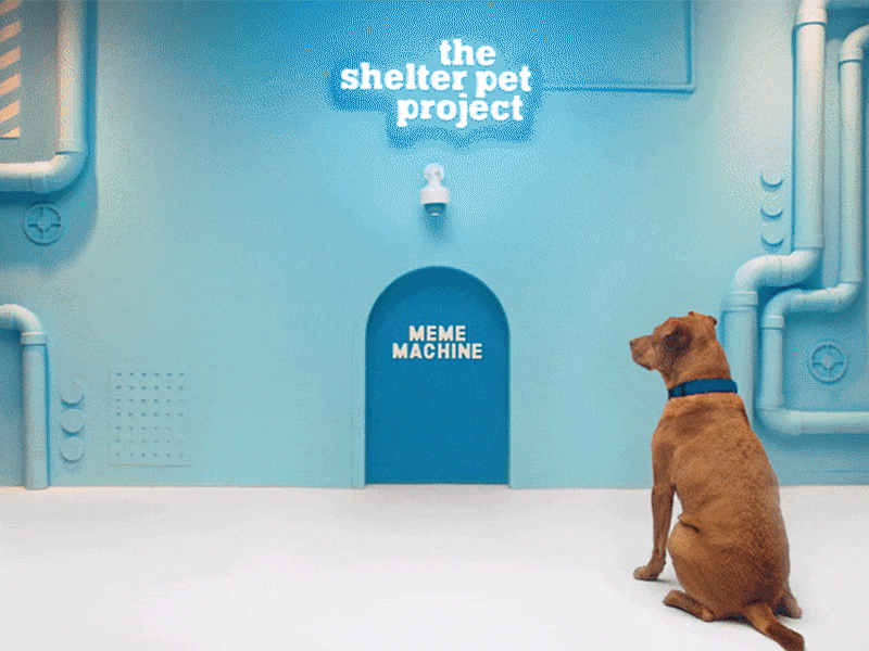 The Meme Machine, Part II art direction dog pitbull puppy set design surreal whimsical wonderland