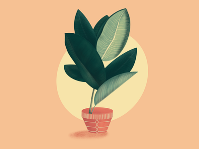 Ficus Illustration