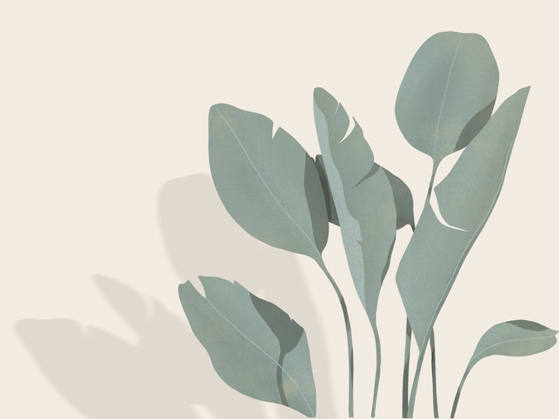 Banana procreate drawing nature illustration simple clean minimal illustration shadows leaf leaves cute green plant nature illustration