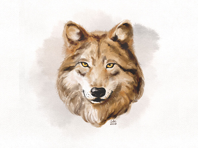 brown wolf drawings drawn drawning illustration illustration art procreate sketch sketchbook wolf