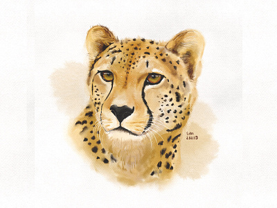 Cheetah cheetah drawings drawn illustration illustration art sketch sketchbook wildlife