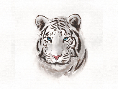 Big White Cat drawing drawings drawn illustration art illustrations illustrator procreate sketch sketchbook tiger white tiger wildlife