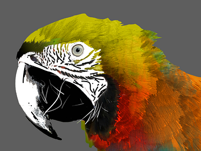 Yellow Parrot design illustration