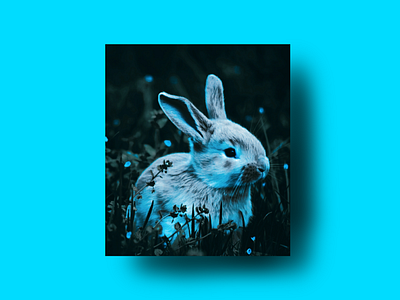 The Blue Rabbit Illustration