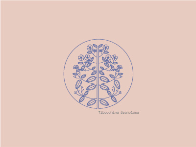 Tibouchina Granulosa flowers glory tree illustration line