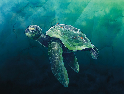 Samson C. Turtle book illustration bookdesign childrens illustration childrensbook digital illustration digitalart illustration illustrator
