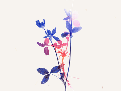 Flowers color contrasting colors double exposure flowers flowers illustration watercolor