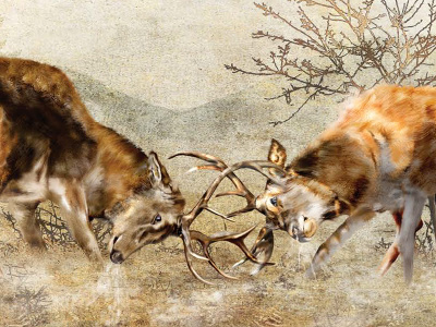 Rutting Stags digital illustration prints stags wildlife