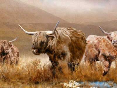 Highland Cattle devon digital highland cattle illustration