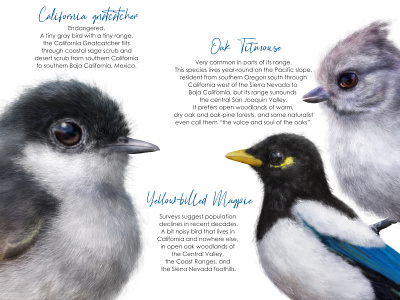 Birds in California. Part 1 animal art animals bird art bird illustration birds conservation drawing animals ecology enviroment illustration portrait realistic wildlife