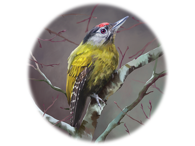 Grey-headed woodpecker animal art animal portrait animals bird art bird illustration bird portrait birds conservation drawing animals europe logo nature artist nature illustration realistic drawing wild birds woodpecker