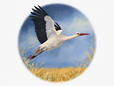 White stork animal art animals bird art bird illustration bird portrait bird study birds conservation digital illustration drawing animals illustration stand with ukraine stop war in ukraine ukraine