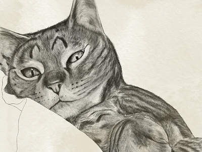 Feline illustration