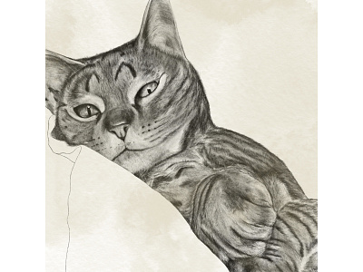 Feline illustration procreate