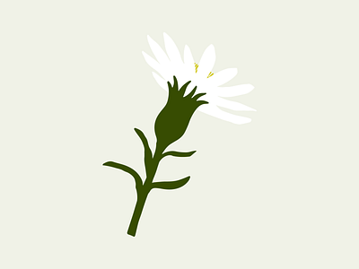 White Daisy Profile adobe illustrator daisy profile