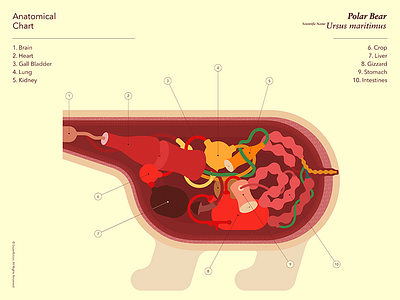 Anatomical_Polar Bear art coke graphic illustration polarbear