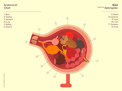 Anatomical_Kiwi