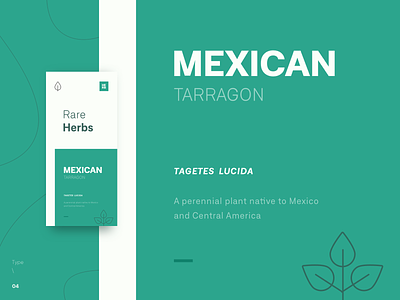 Type \ 04 - Mexican Tarragon clean concept creative design font family green herb inspiration leaves mexican minimal motivation plant poster tarragon type type art typeface typografi typography