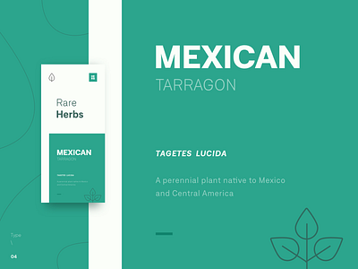 Type \ 04 - Mexican Tarragon