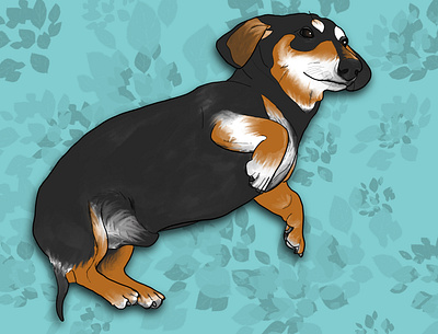 Dachshund animal dachshund dog illustration pet