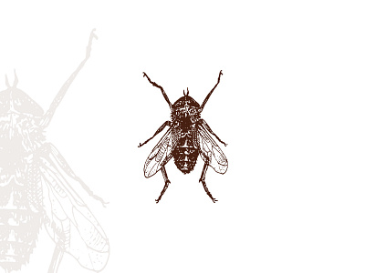Fly fly illustration iza izabela kasza linocut