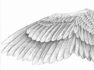 Wing birds blackandwhite doodle drawings nature painting pencil wings