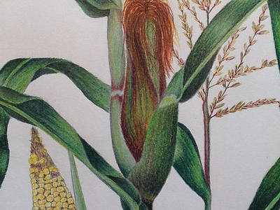 Corn colored pencils drawing artist artwork corn draw drawing flower nature sketch