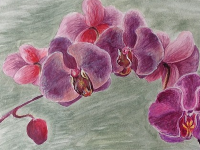 Watercolor flowers: Orchids beaty flowers fresh paining purple red spring watercolor