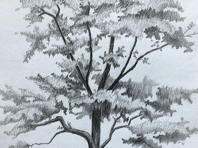 Graphite tree sketch