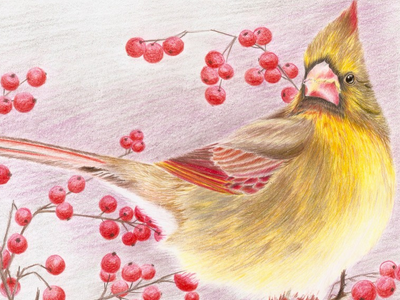 Colored pencils winter bird birds color colored pencils drawing nature painting red winter yellow