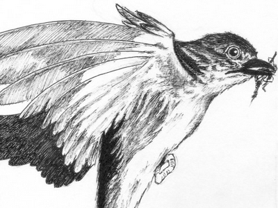 Ink Bird artist artwork bird draw drawing ink nature sketch
