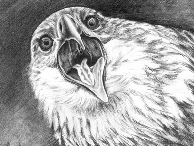 Eagle in Charcoal bird black charcoal drawing eagle nature pencil sketch wings