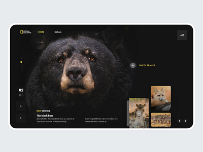 National Geographic Concept ui ux web webdesign