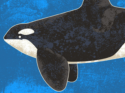 Killer Whale aka Orca animal graphic illustration killer whale mammal ocean orca ruocco sea texture whale