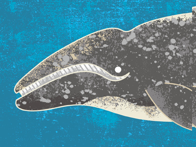 Gray Whale rough 1