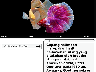 Betta's Halfmoon animation branding design flat icon illustration illustrator minimal vector website